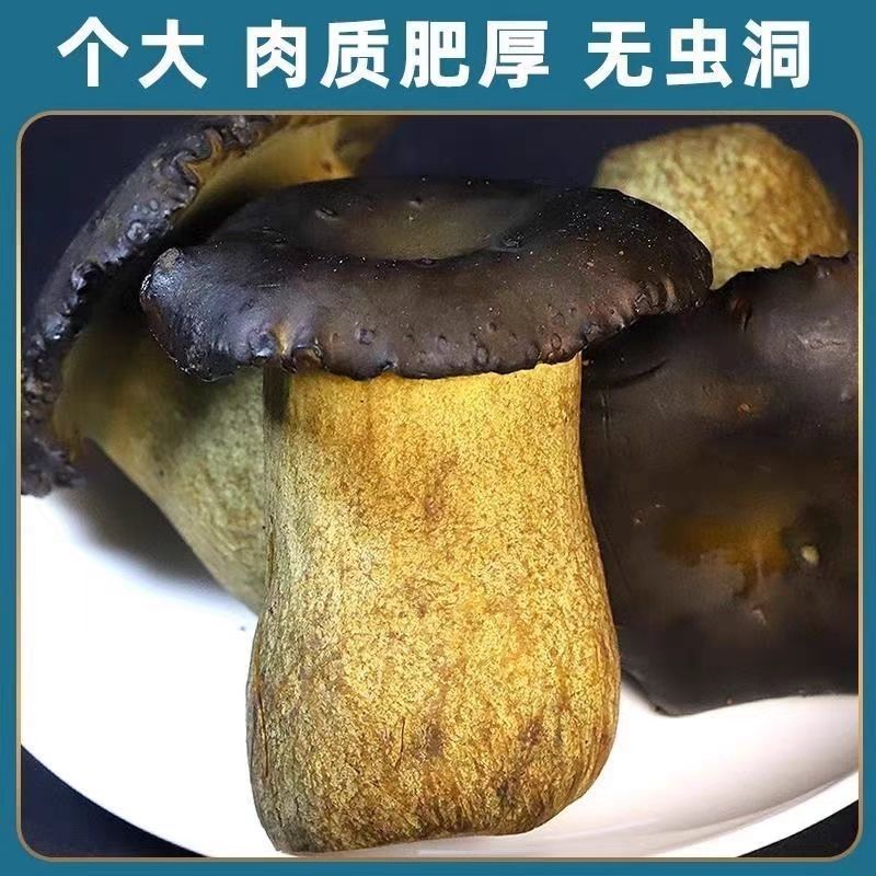 牛夫人黑牛肝菌鲜品全年供货新鲜现摘全年发货量大从优