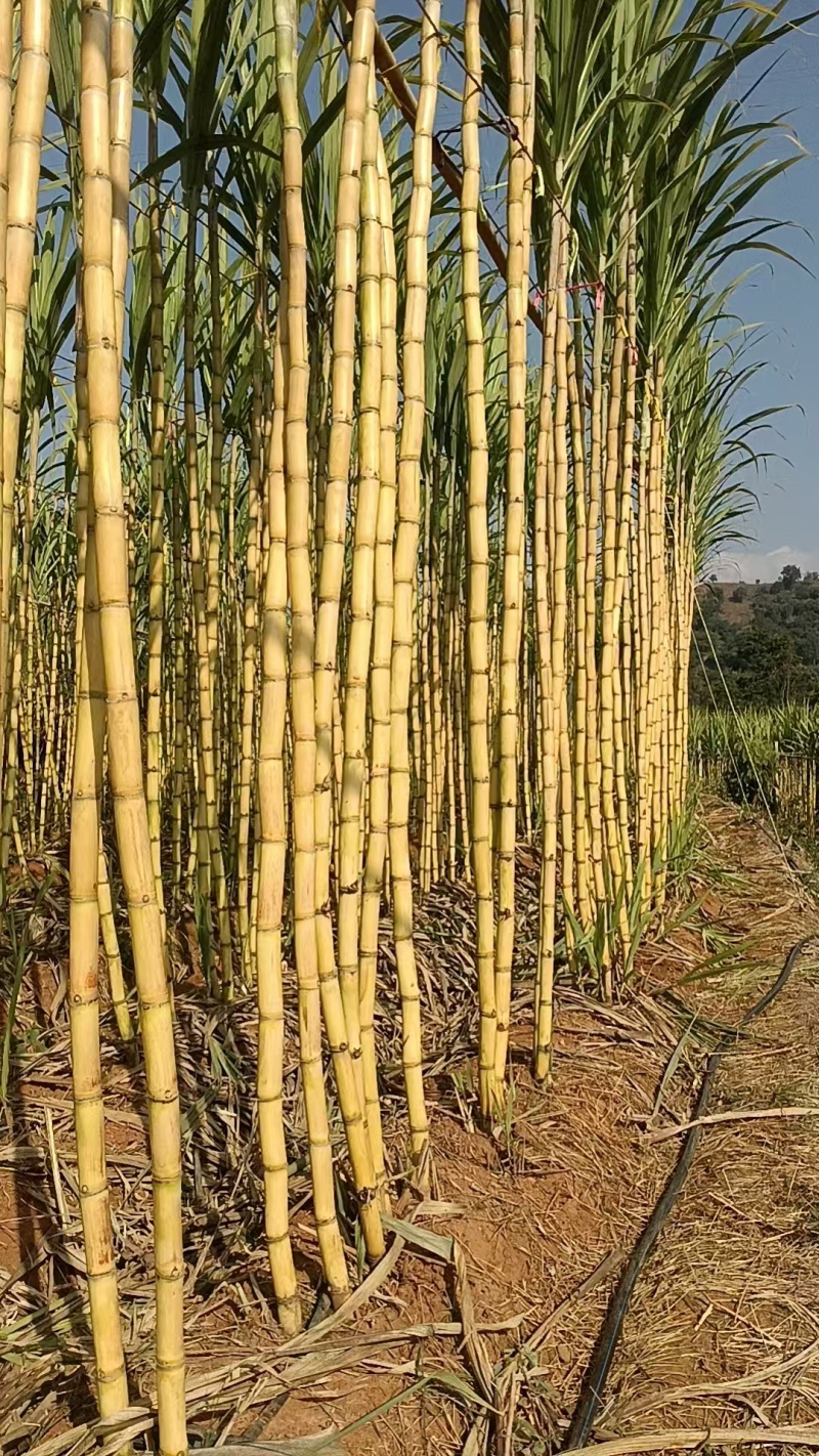 云南黄金甘蔗