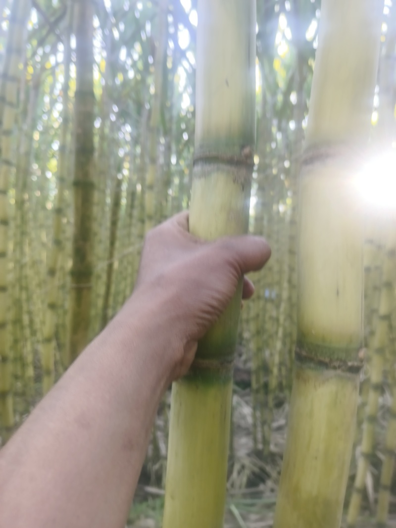 云南黄金甘蔗
