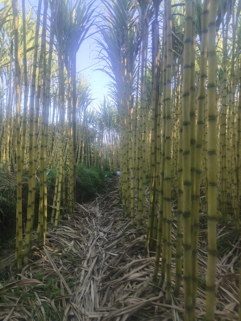 云南黄金甘蔗