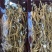 20年以上林下参子货打粉料,煲汤,泡酒,打粉