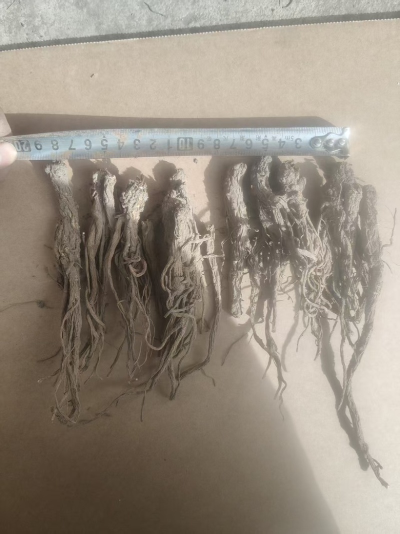 （牛）甘肃岷县热卖当归产地直发，可视频看货