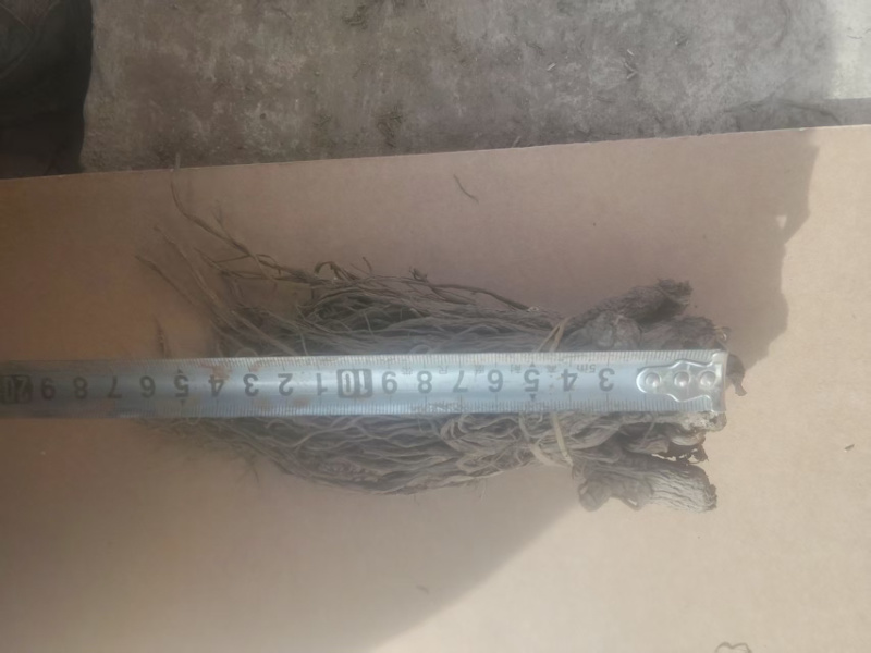 （牛）甘肃岷县热卖当归产地直发，可视频看货