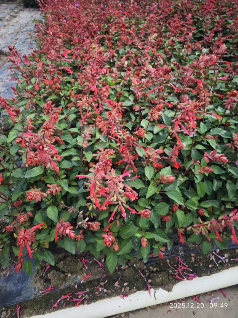 **一串红，紫色，粉色，橙色，中山花境苗木供应