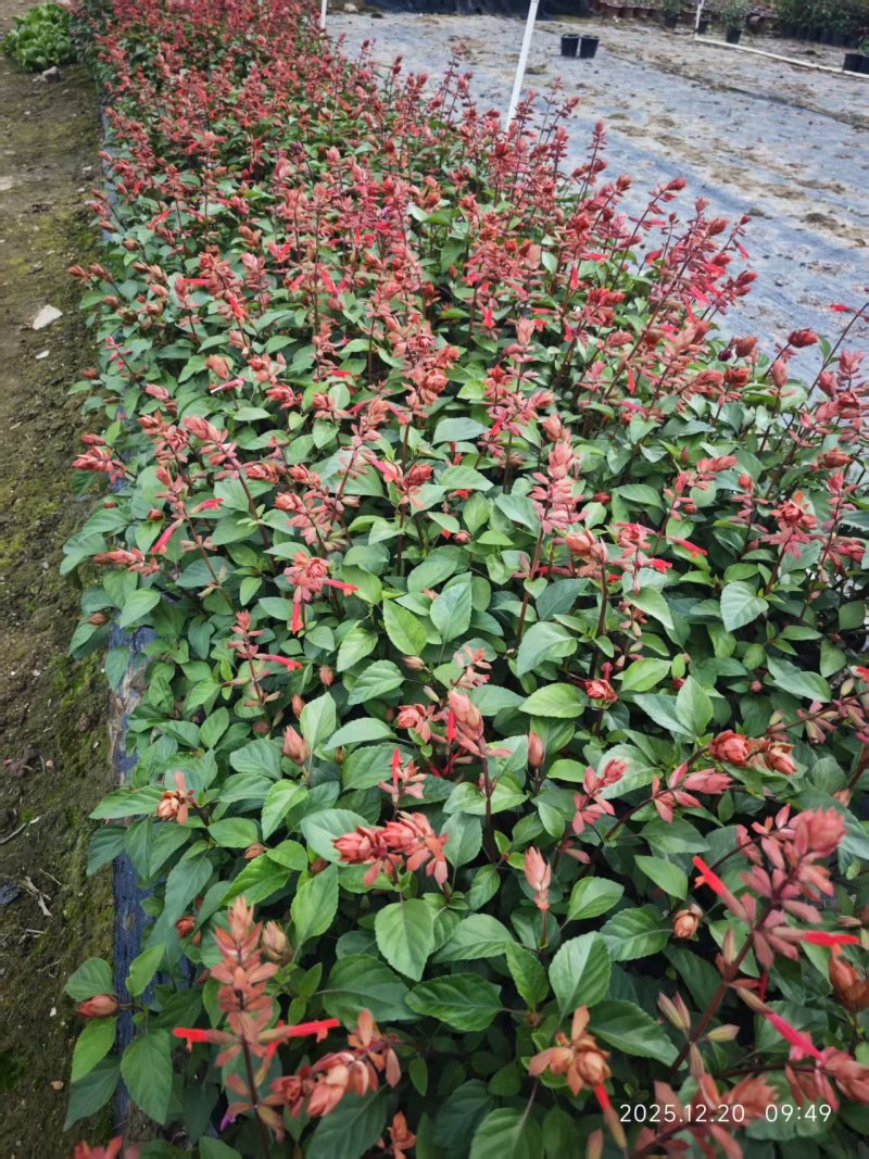 **一串红，紫色，粉色，橙色，中山花境苗木供应