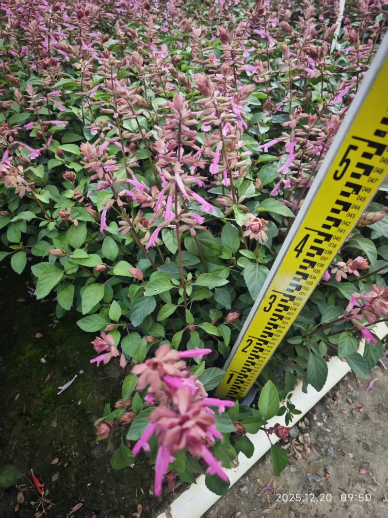 **一串红，紫色，粉色，橙色，中山花境苗木供应