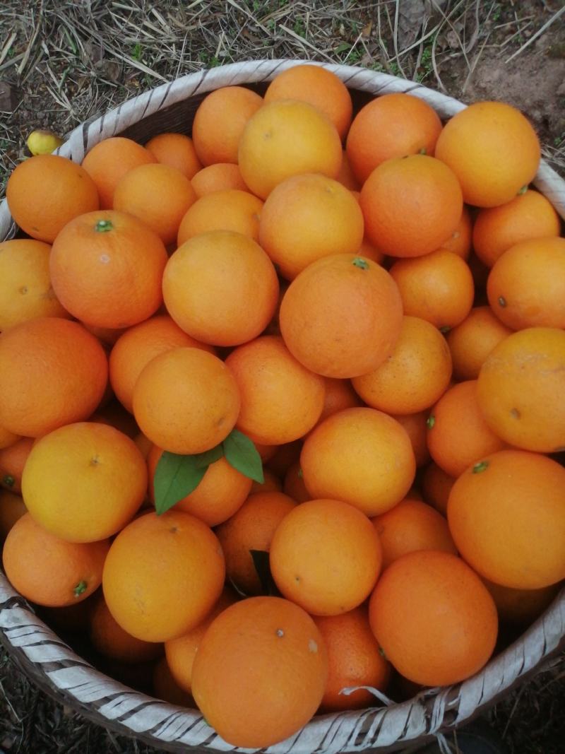 湖南怀化芷江冰糖橙