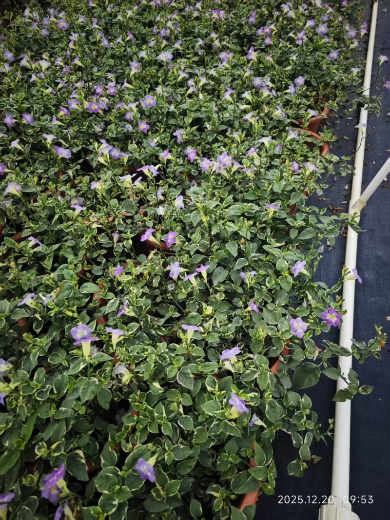 花叶十万错，多年生绿植，花境素材供应