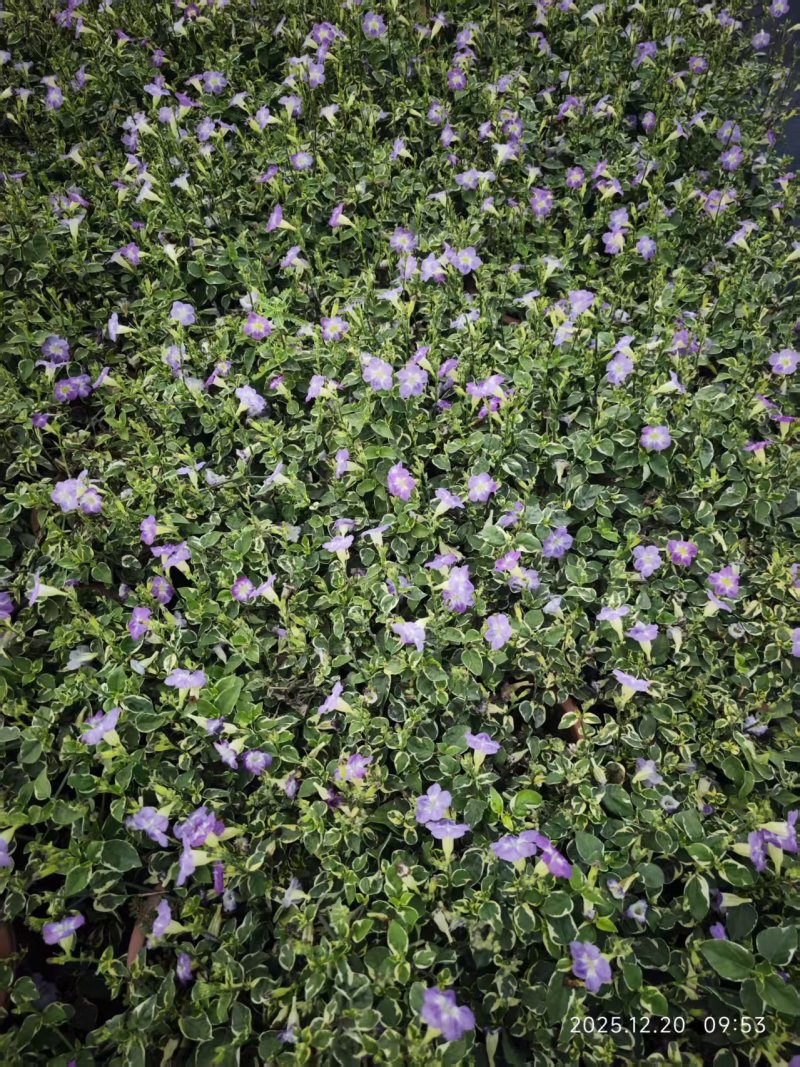 花叶十万错，多年生绿植，花境素材供应