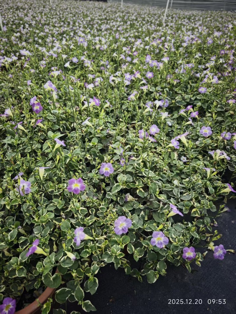 花叶十万错，多年生绿植，花境素材供应