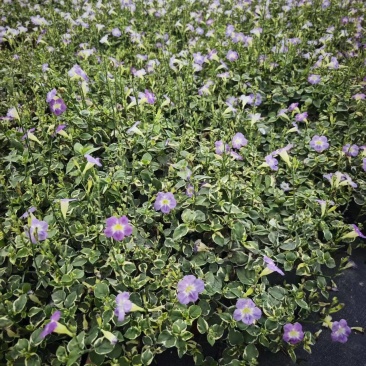 花叶十万错，多年生绿植，花境素材供应