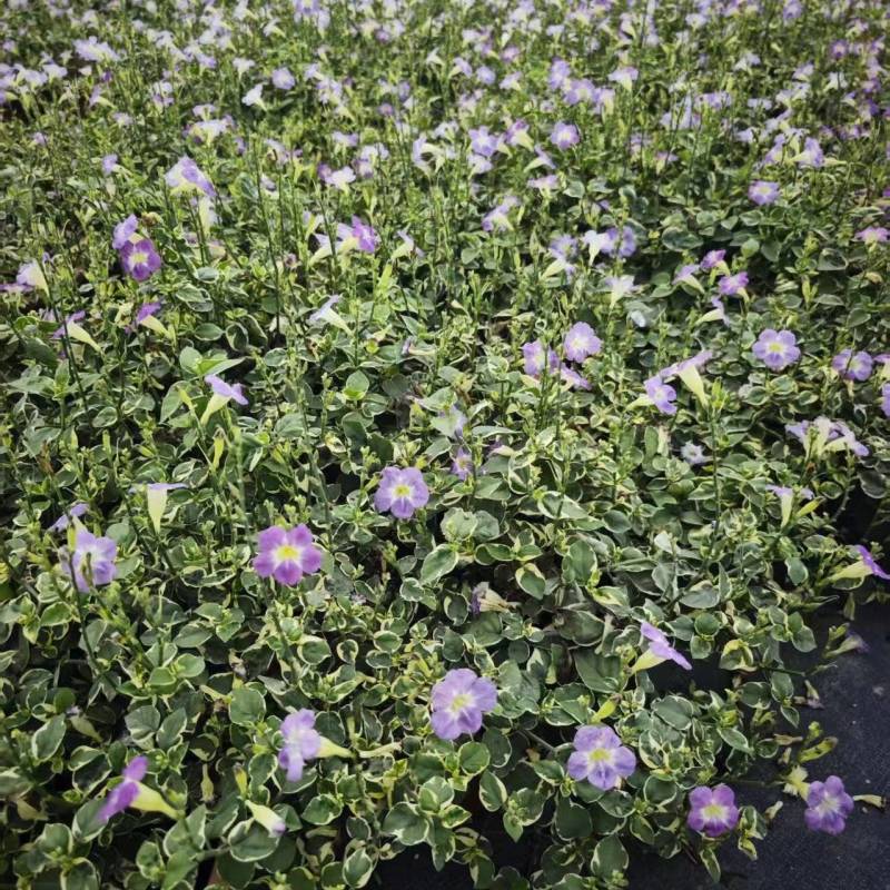 花叶十万错，多年生绿植，花境素材供应