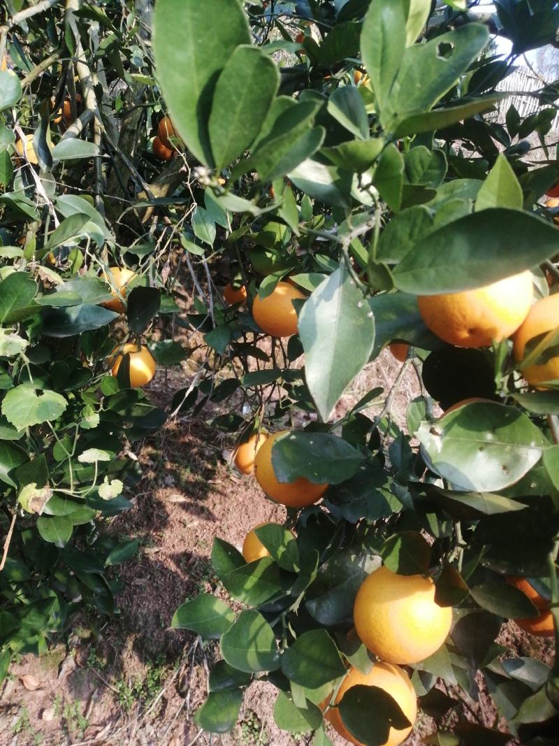 湖南怀化芷江冰糖橙