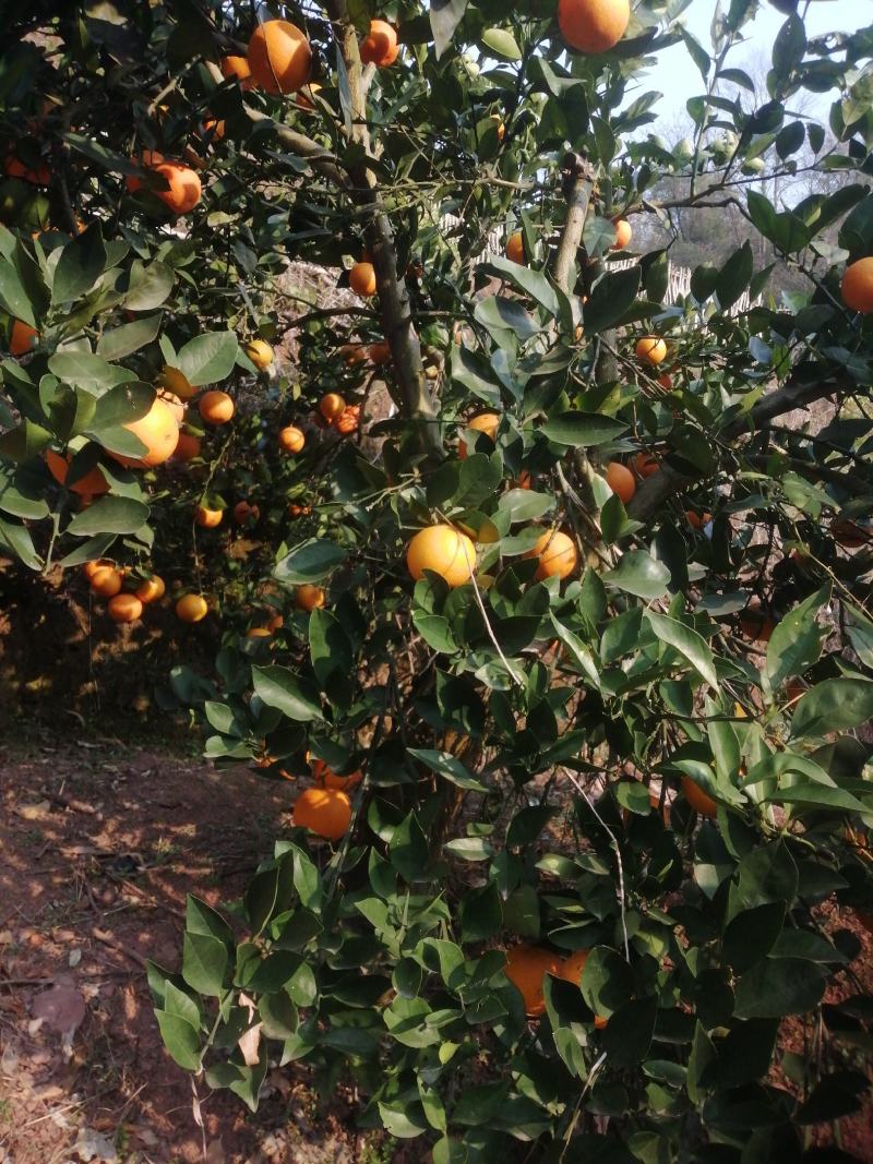 湖南怀化芷江冰糖橙