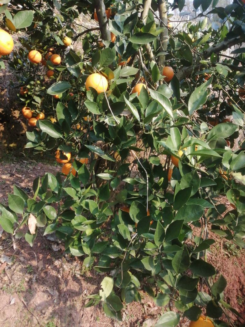 湖南怀化芷江冰糖橙