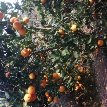 湖南怀化芷江冰糖橙