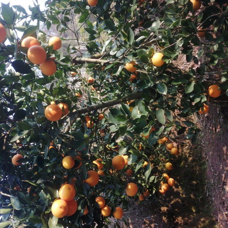 湖南怀化芷江冰糖橙