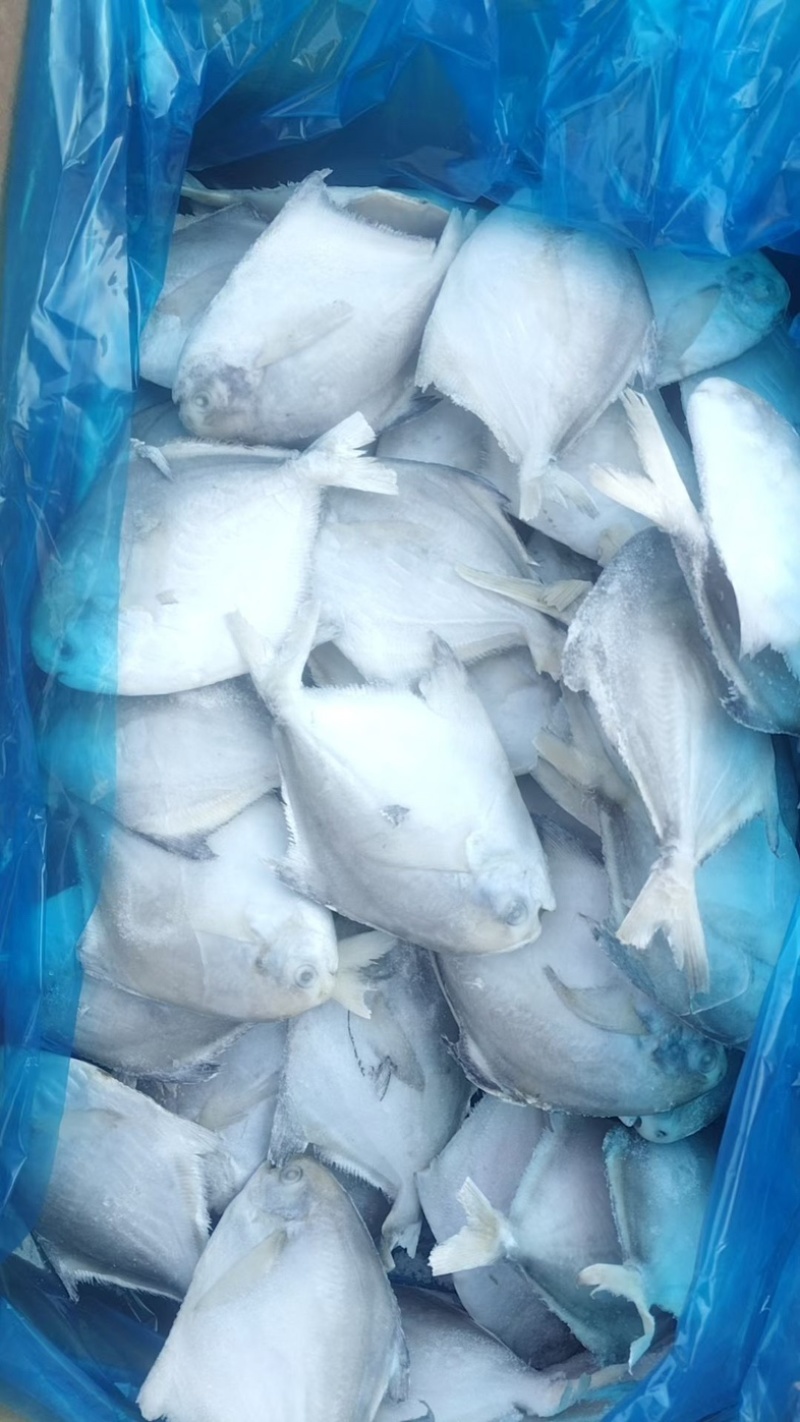 银鲳鱼，单冻，板冻，精品礼盒都有现货