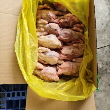 三级老母鸡