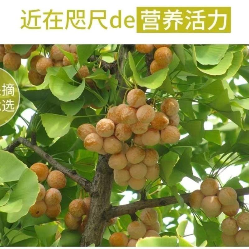 中药材白果仁银杏果去壳干果保质保量批发零售