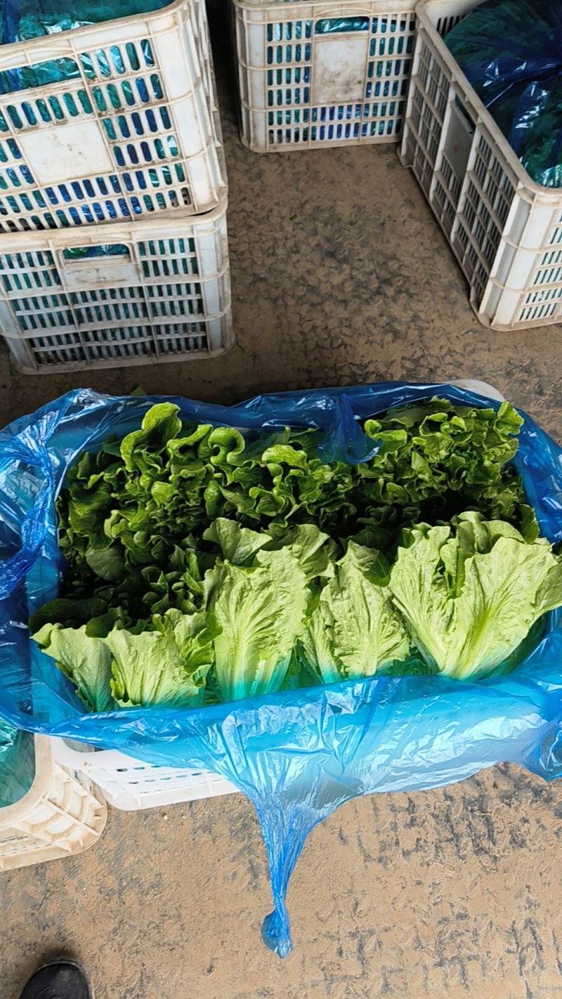 生菜