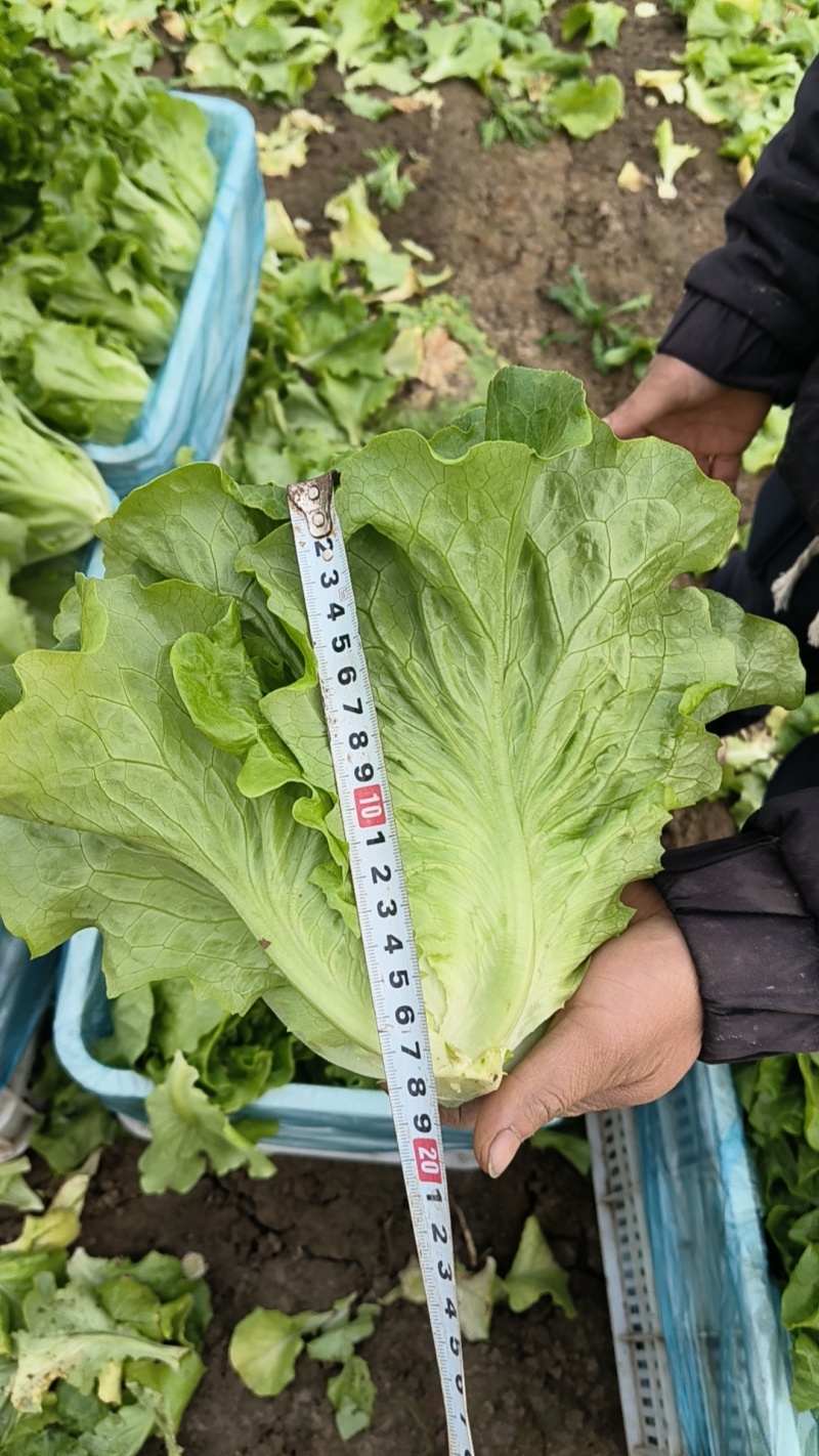 生菜