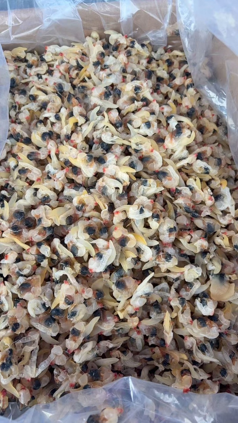 花甲肉，规格价位齐全，需要的老板随时联系