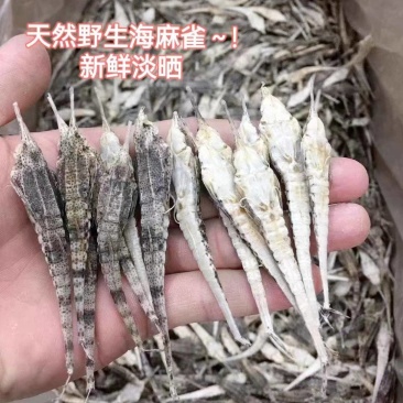 海燕干货正品海麻雀清水海燕保质保量诚信经营包邮