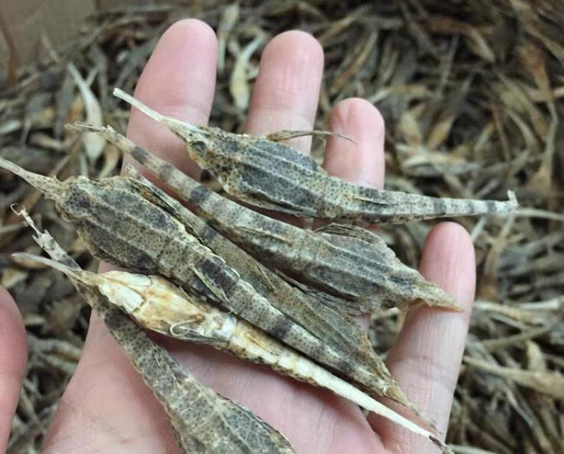 海燕干货正品海麻雀清水海燕保质保量诚信经营包邮