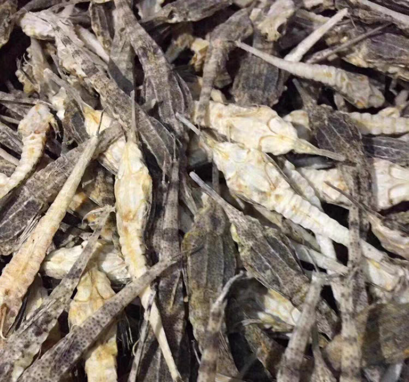 海燕干货正品海麻雀清水海燕保质保量诚信经营包邮
