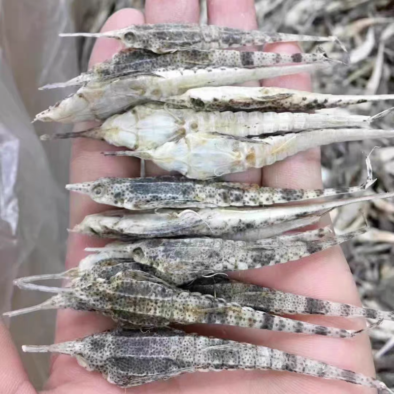 海燕干货正品海麻雀清水海燕保质保量诚信经营包邮