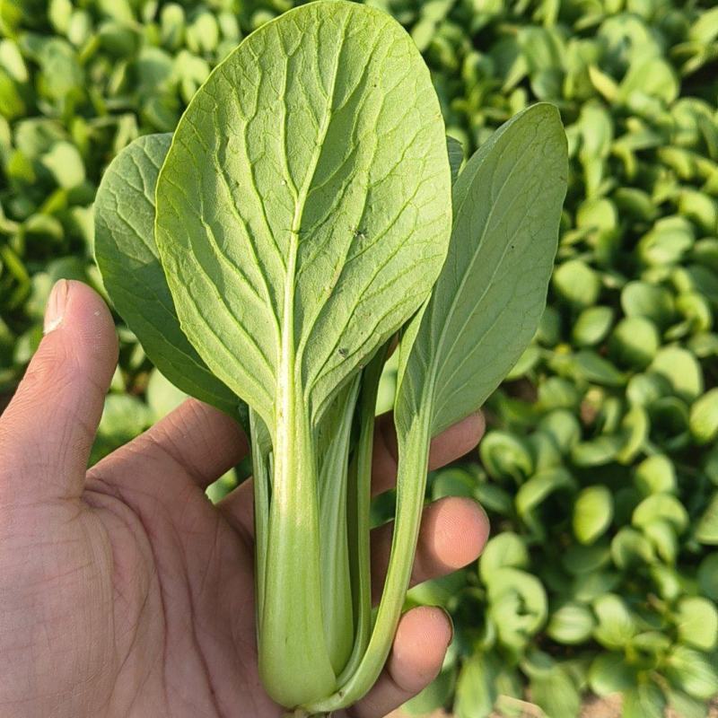 青菜