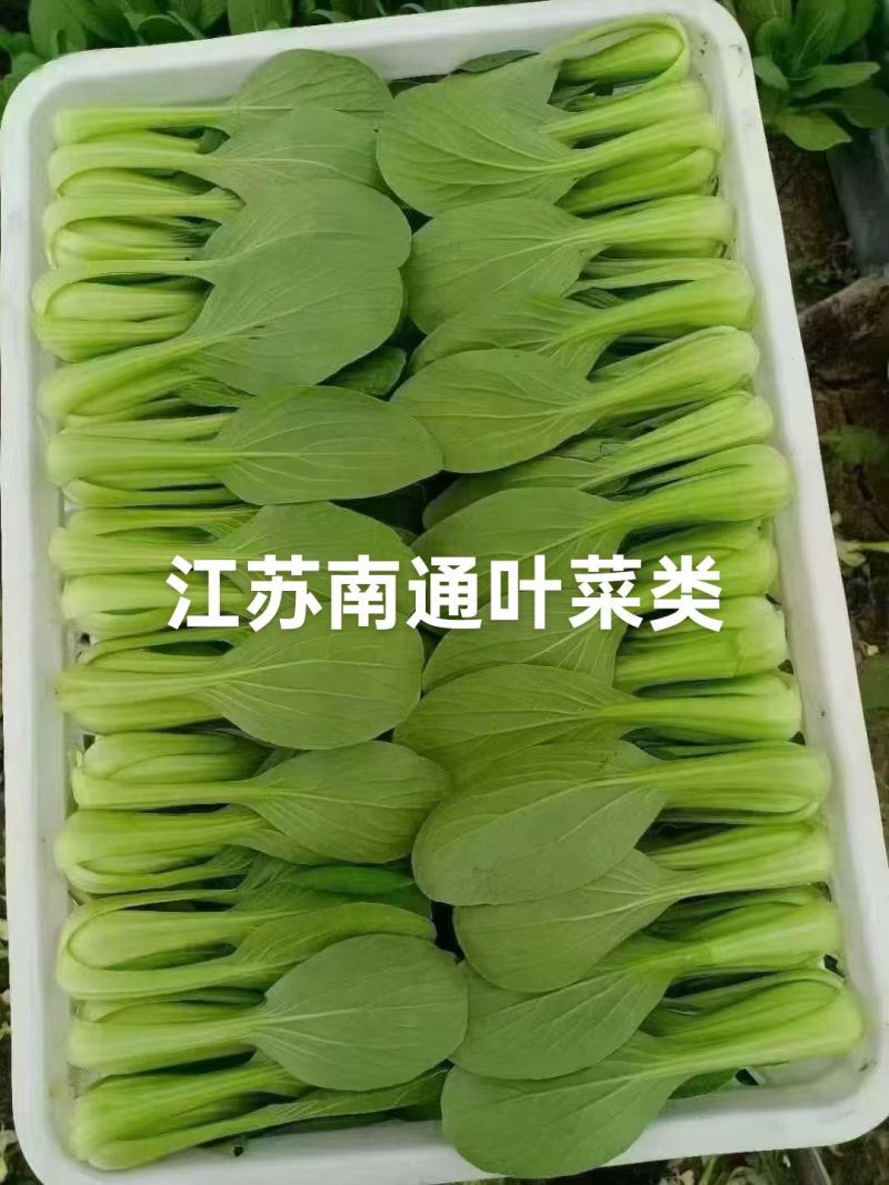 青菜