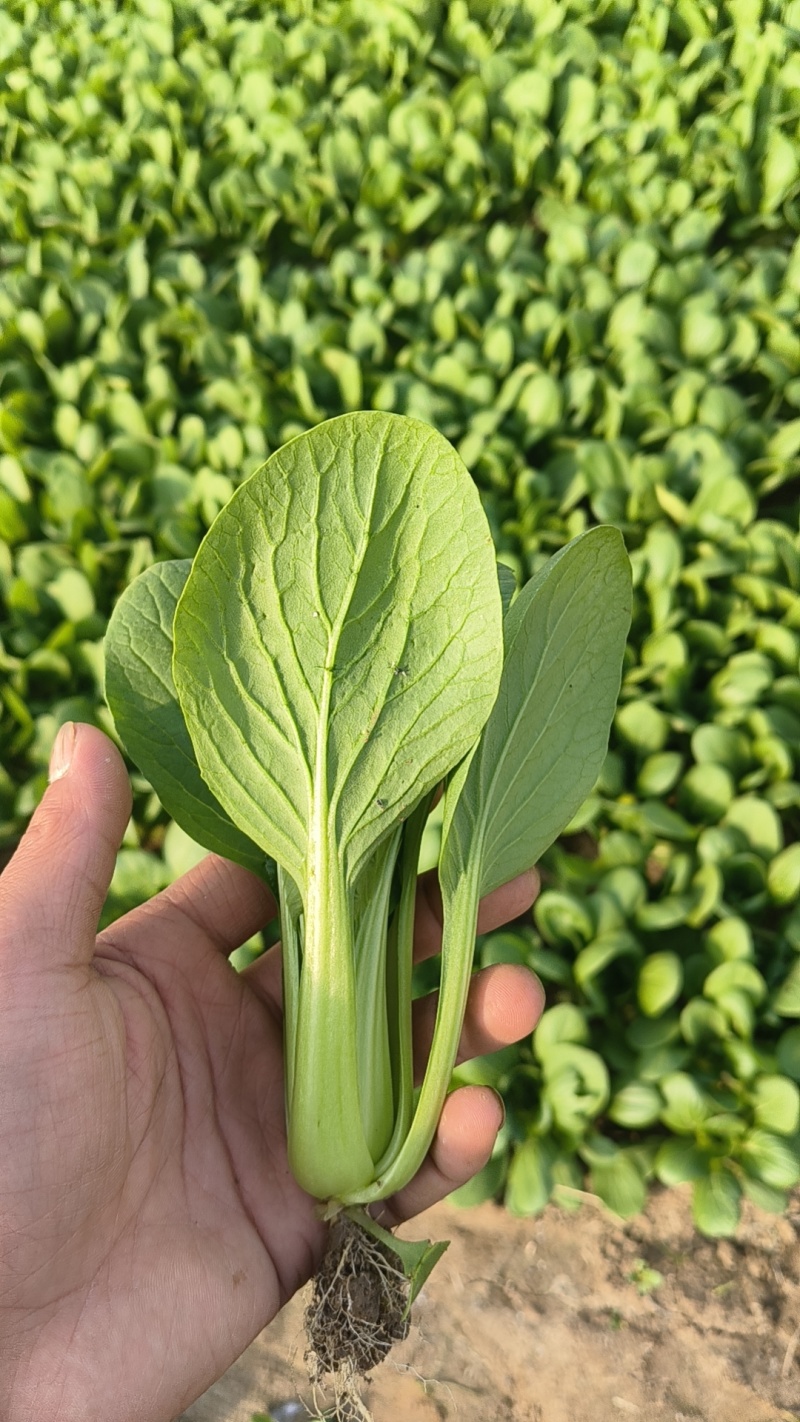 青菜