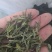 高山茶叶天柱剑毫
