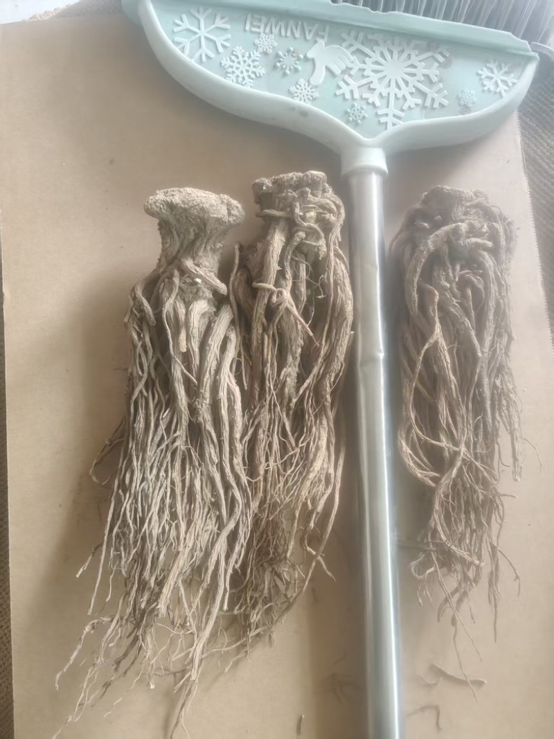 （实）甘肃岷县热卖当归产地直发，可视频看货