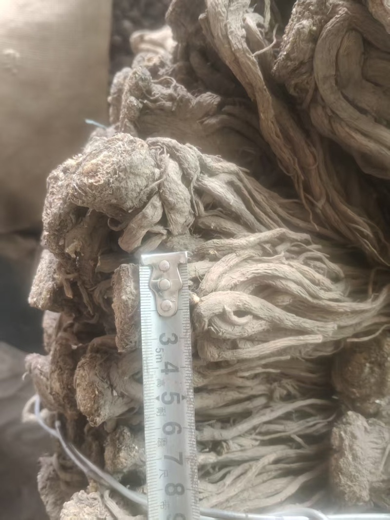 （实）甘肃岷县热卖当归产地直发，可视频看货