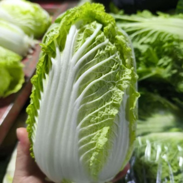 精品娃娃菜大量有货