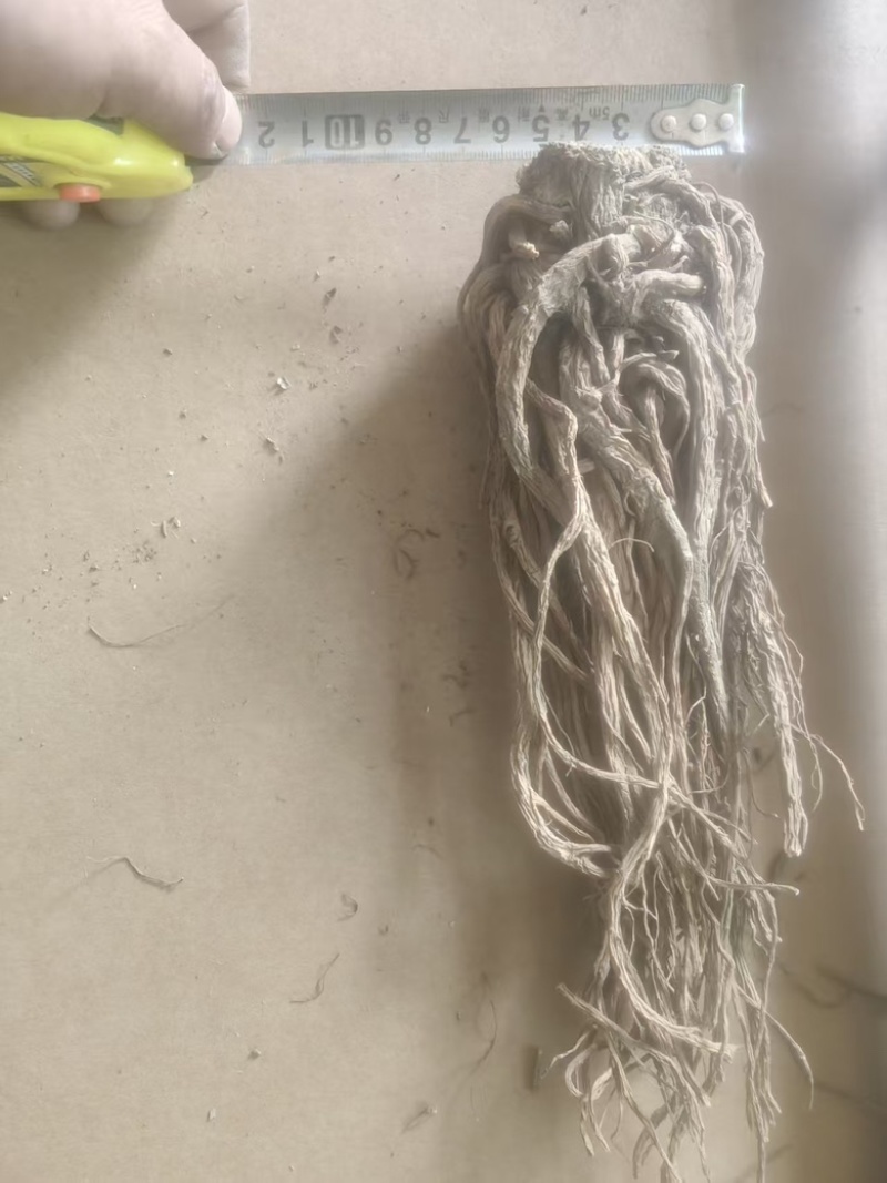 （实）甘肃岷县热卖当归产地直发，可视频看货