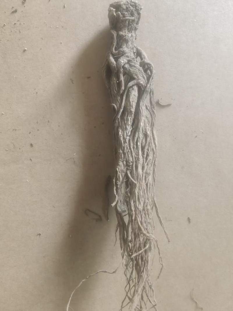 （实）甘肃岷县热卖当归产地直发，可视频看货