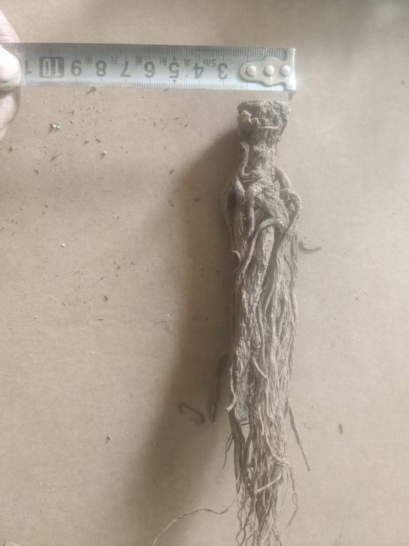 （牛）甘肃岷县热卖当归产地直发，可视频看货