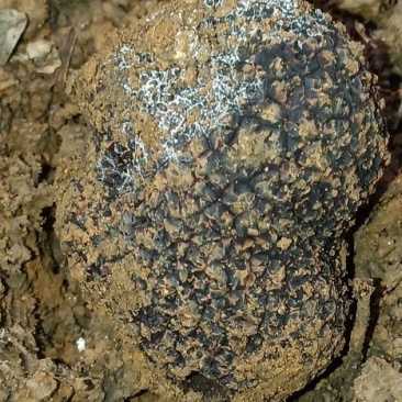 纯野生黑松露