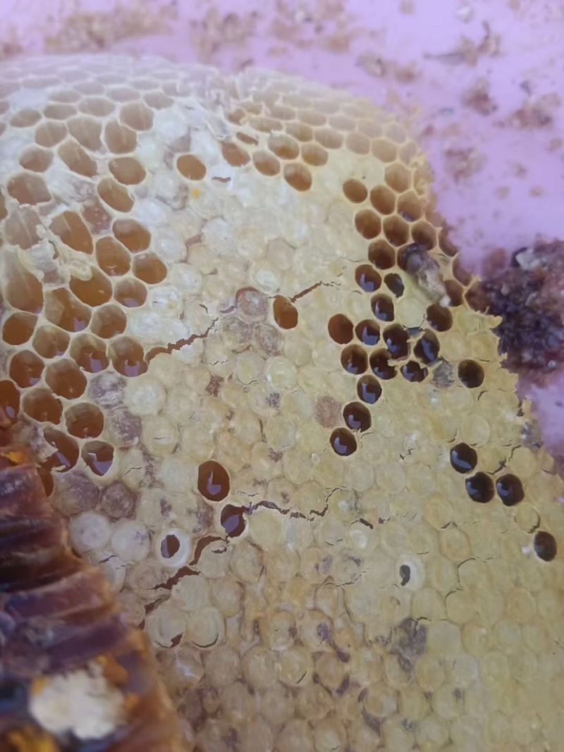 今年新采的蜜蜂🐝冬蜜