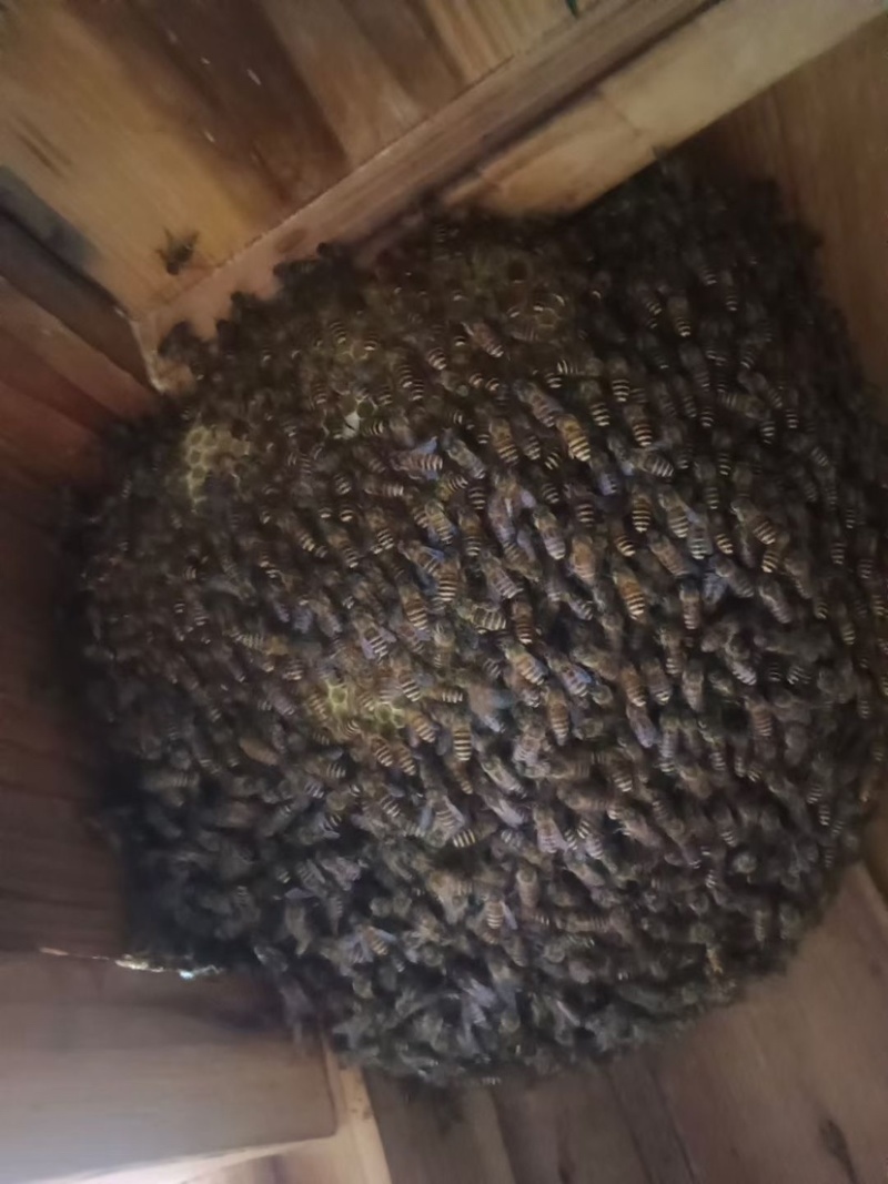 今年新采的蜜蜂🐝冬蜜
