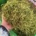 山银花支持线上交易量大从优山银花