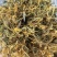 山银花支持线上交易量大从优山银花