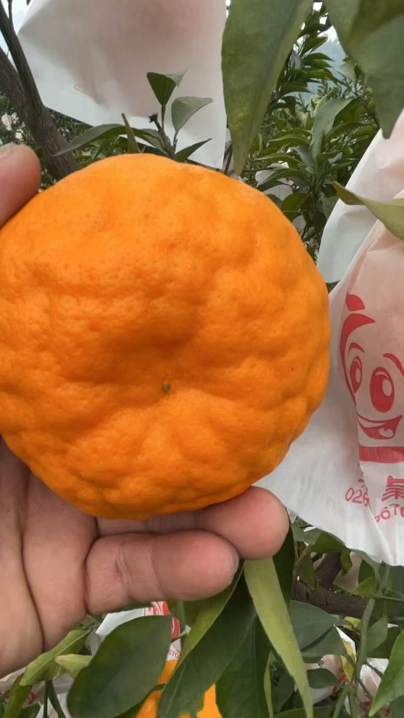 耙耙柑，产地直发，量大价优，保质保量，欢迎咨询