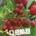 果园直发桃树苗特早熟中油珠玉枣油桃树苗特丰产包对版成活率