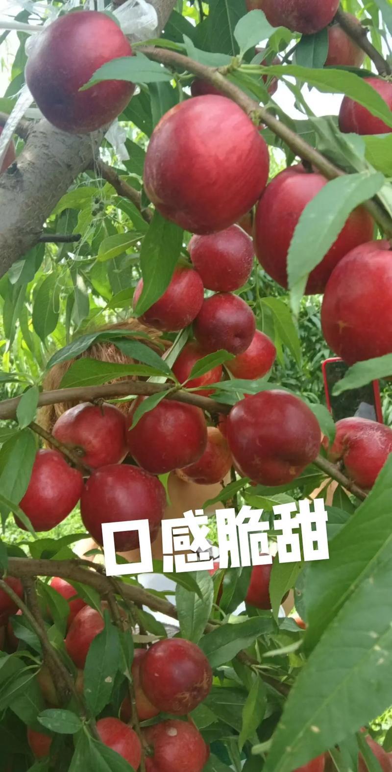 果园直发桃树苗特早熟中油珠玉枣油桃树苗特丰产包对版成活率