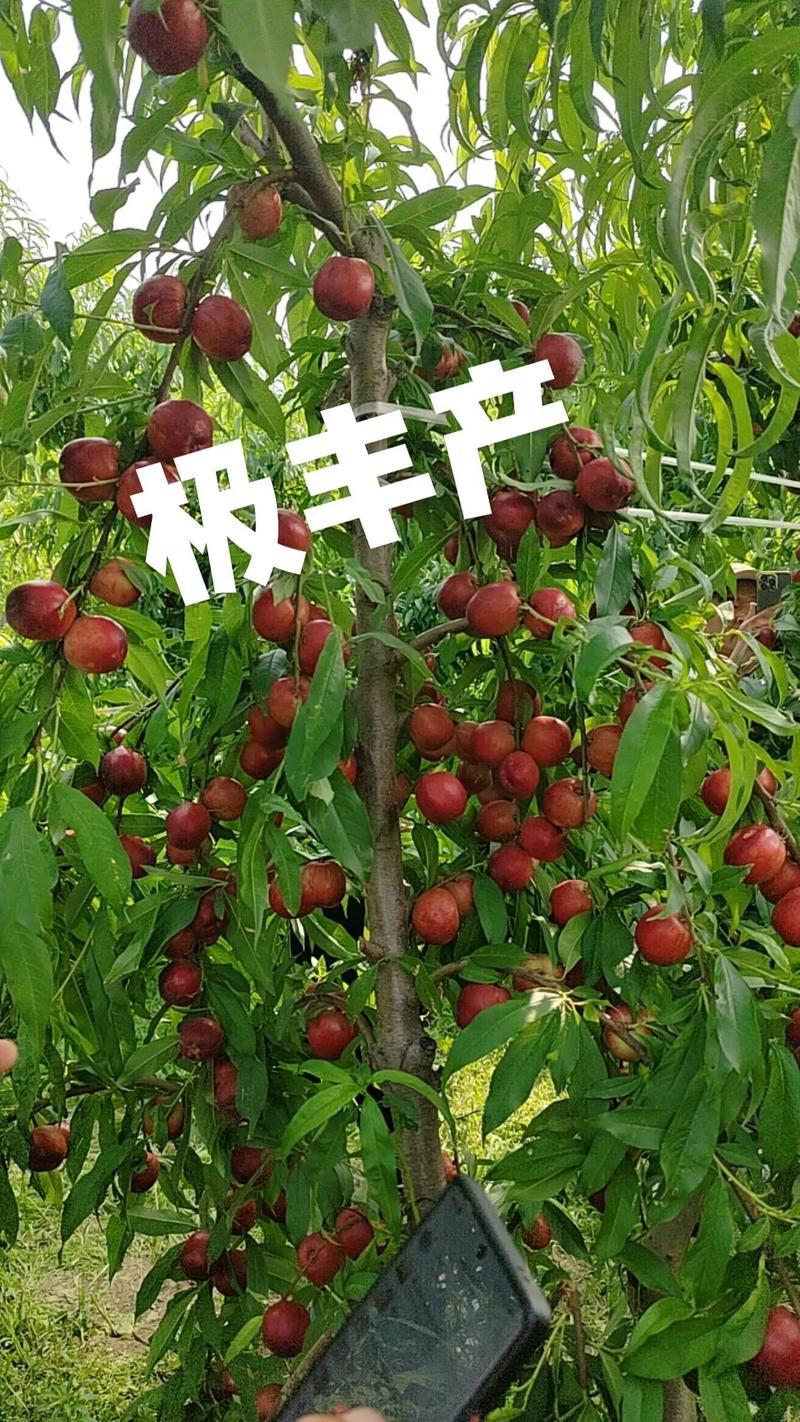 果园直发桃树苗特早熟中油珠玉枣油桃树苗特丰产包对版成活率